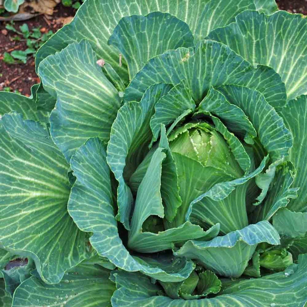 Cabbage Seeds - 800+ Heirloom Early Jersey Wakefield - Non-GMO - Fresh Gardening Seeds