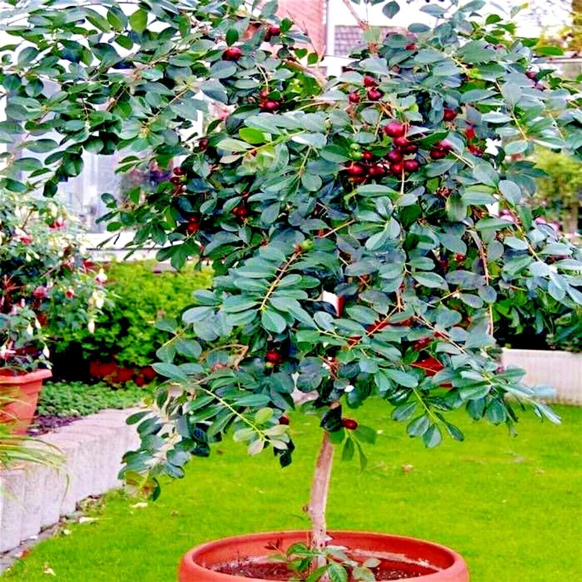 20 Strawberry Guava Tree Seeds - Edible Fruit Plant - Psidium cattleianum - Tropical Gardening