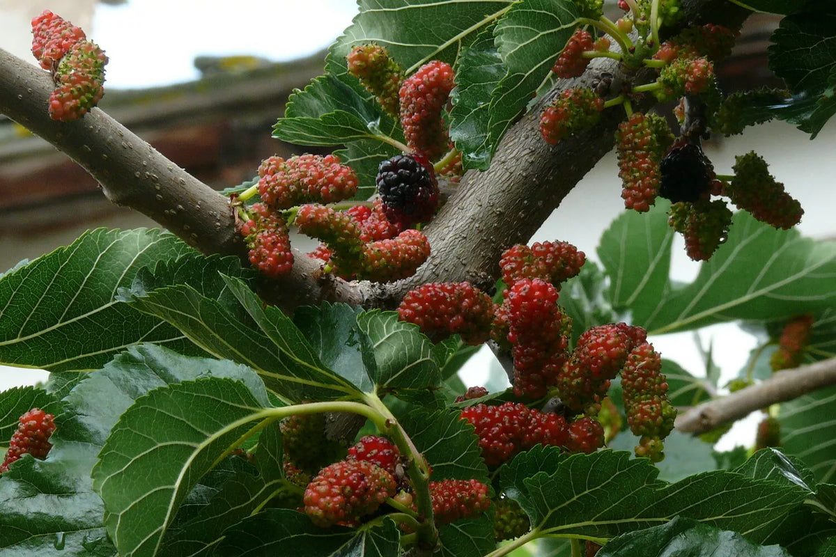 Black Mulberry Seeds, 50 Count, Morus nigra, Heirloom Fruit Tree Seeds for Home Garden and Orchard