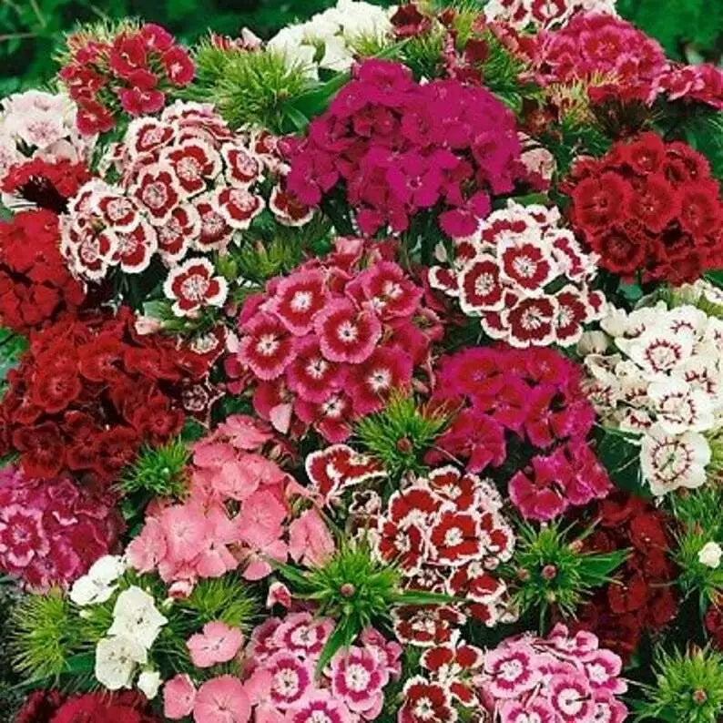 Sweet William Flower Seeds 300+ Mixed Multi-Color Scented - Dianthus barbatus - USA Free Shipping