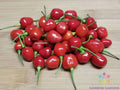 Guyana Wiri Wiri Hot Pepper Seeds - 25 Count - Capsicum Chinense - Perfect for Garden Planting - USA Grown
