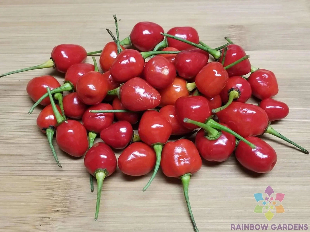 Guyana Wiri Wiri Hot Pepper Seeds - 25 Count - Capsicum Chinense - Perfect for Garden Planting - USA Grown