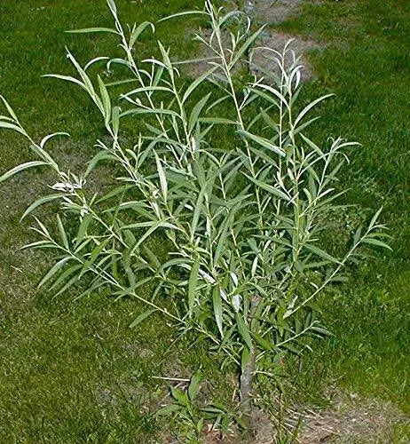 25 Jumbo Hybrid Willow Tree Cuttings - Thick Root Stock - Approx 10 Inches - Salix Hybrid