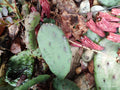 Mixed Lot Creeping Sedum Cuttings 30 Pieces & 4 Cactus Perennial Live Cuttings - Ideal for Garden, Landscapes, and Pots