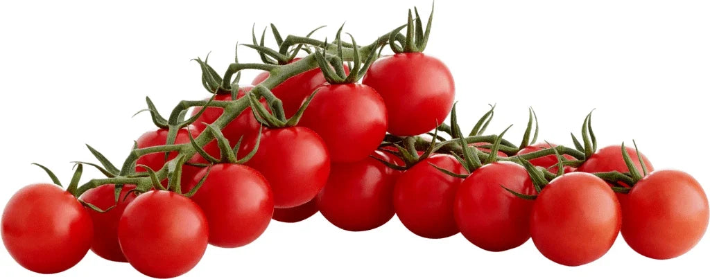 Sugar Bomb Cherry Tomato Seeds - Heirloom Organic Non-GMO - 100 Seeds - Perfect for Home Gardening - Solanum Lycopersicum