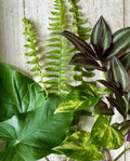 12 Rooted Plant Cuttings - Pothos, Wandering Jew, Arrowhead, Ferns - Indoor Houseplants for Easy Care and Propagation