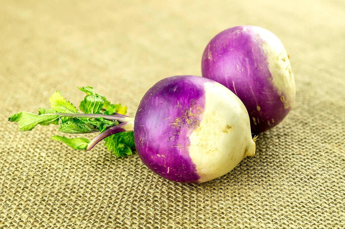 American Purple Top Rutabaga Seeds - Organic Non-GMO, Brassica napus Variety for Home Gardening