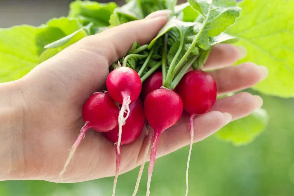 Cherry Belle Radish Seeds | 250+ Pack | Fast Growing, Delicious Flavor | Raphanus sativus