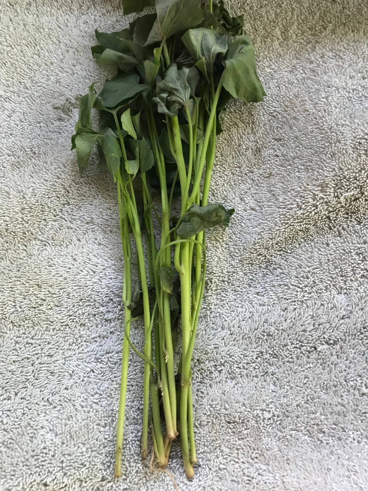 Beauregard Sweet Potato Slips - 20 Cuttings for Planting - Ipomoea batatas