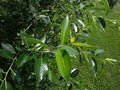 Bay Leaf Bonsai Tree Cutting - Thick Trunk - Indoor/Outdoor - Laurus nobilis Bonsai Plant