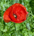 Flanders Poppy Seeds, 1000 Seeds, Stunning Bright Red Flower, Papaver rhoeas