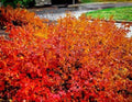 Konza Fragrant Sumac Seeds - 20 Pack, Aromatic Shrub Seeds, Rhus aromatica 'Konza' - Free Shipping