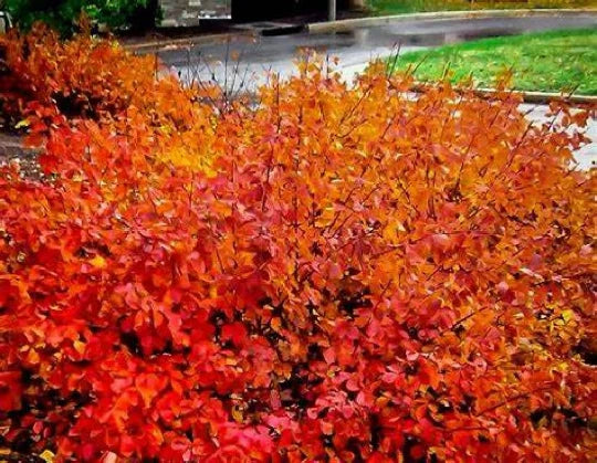 Konza Fragrant Sumac Seeds - 20 Pack, Aromatic Shrub Seeds, Rhus aromatica 'Konza' - Free Shipping