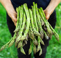 Asparagus Seeds - 1000+ Non-GMO Heirloom Mary Washington - Organic Fresh - Garden Planting