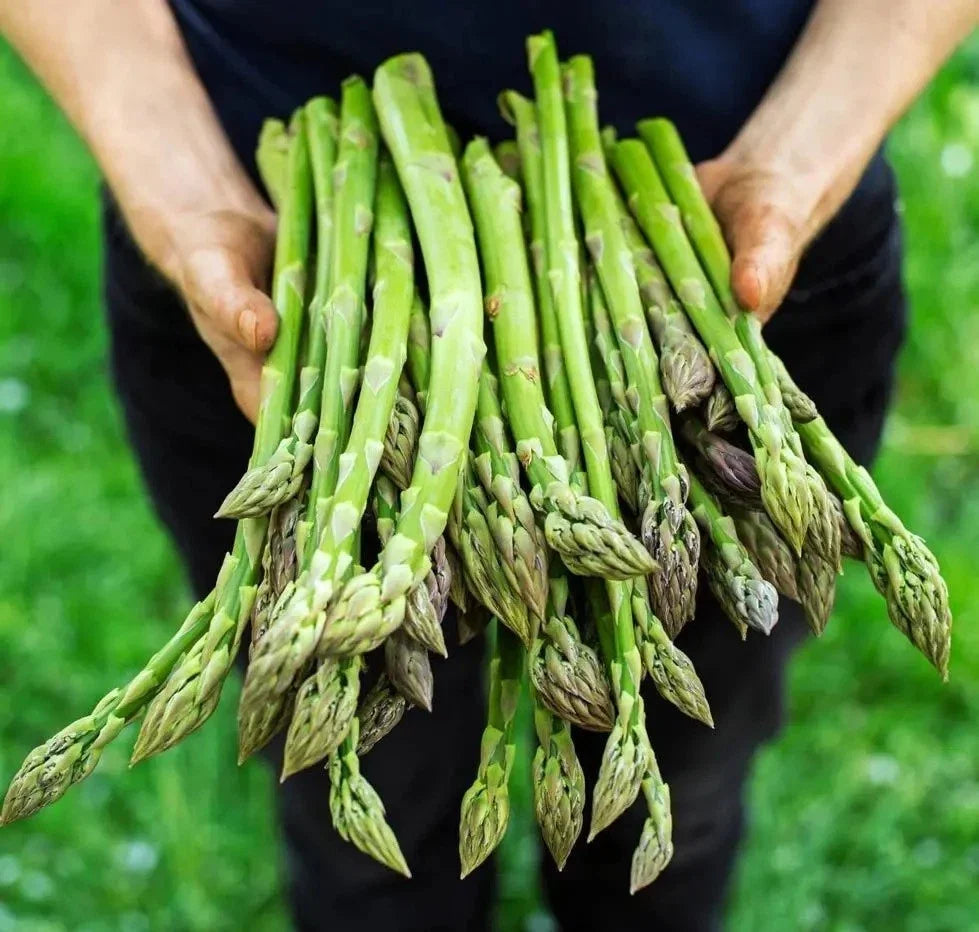 Asparagus Seeds - 1000+ Non-GMO Heirloom Mary Washington - Organic Fresh - Garden Planting