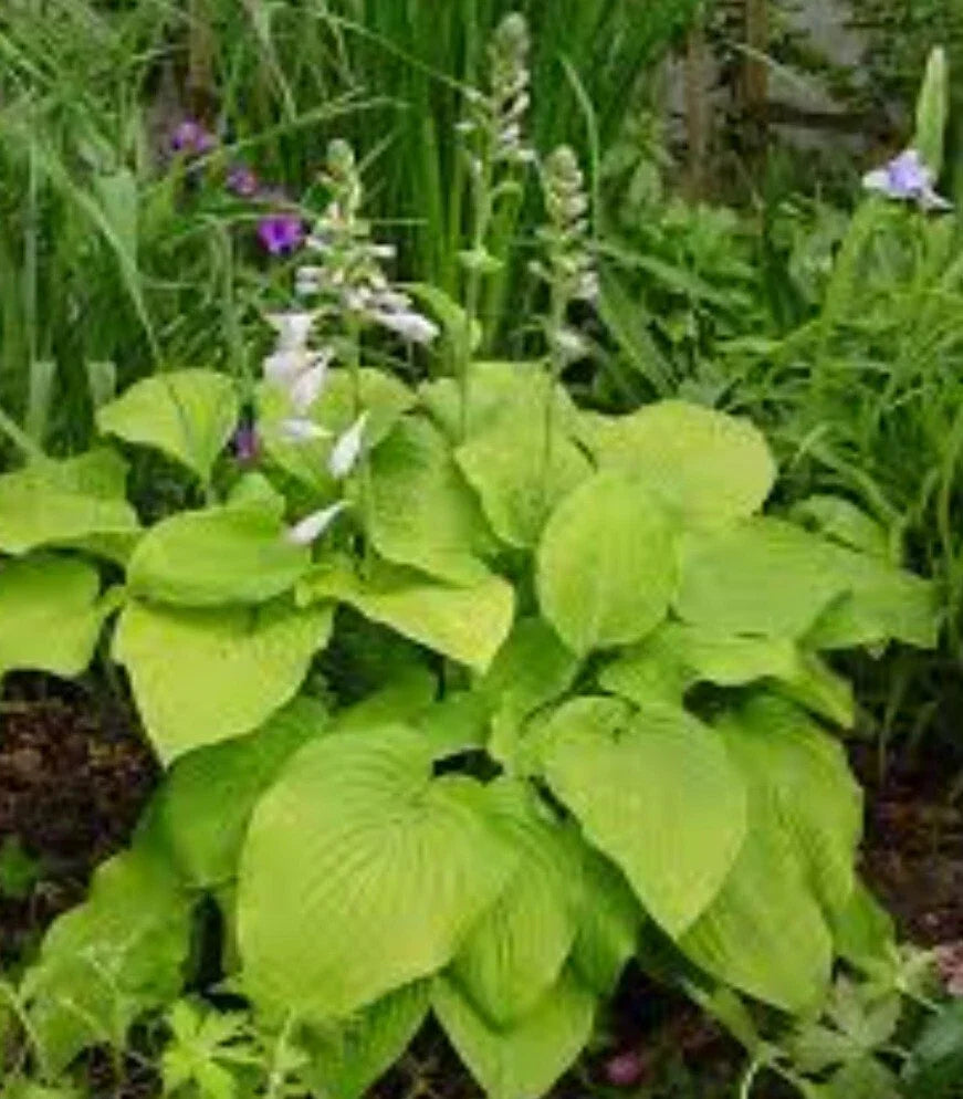 Bare Root Hosta Plant 1 August Moon Perennial (Hosta) for Outdoor Gardening - Perfect for Yard and Garden