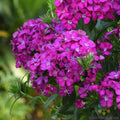 200+ Joly Purple Carnation Seeds for Garden Planting - Dianthus caryophyllus - USA Grown, Non-GMO, Free Shipping