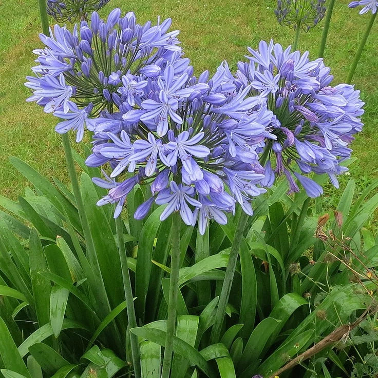 Agapanthus ‘Peter Pan’ Dwarf African Lily 3 Live Plants Blue Flowers Bulb Roots