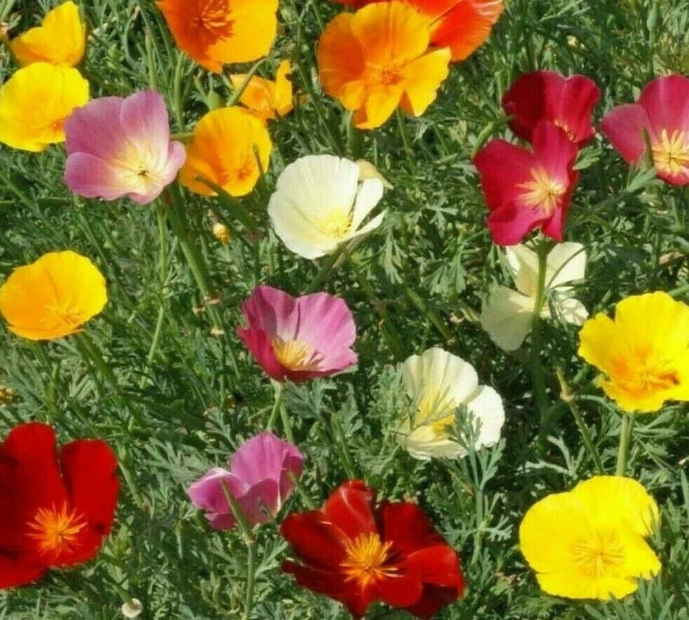 California Poppy Mix Seeds 300+ Annual Flower Seeds Orange Purple White Eschscholzia californica Free Shipping