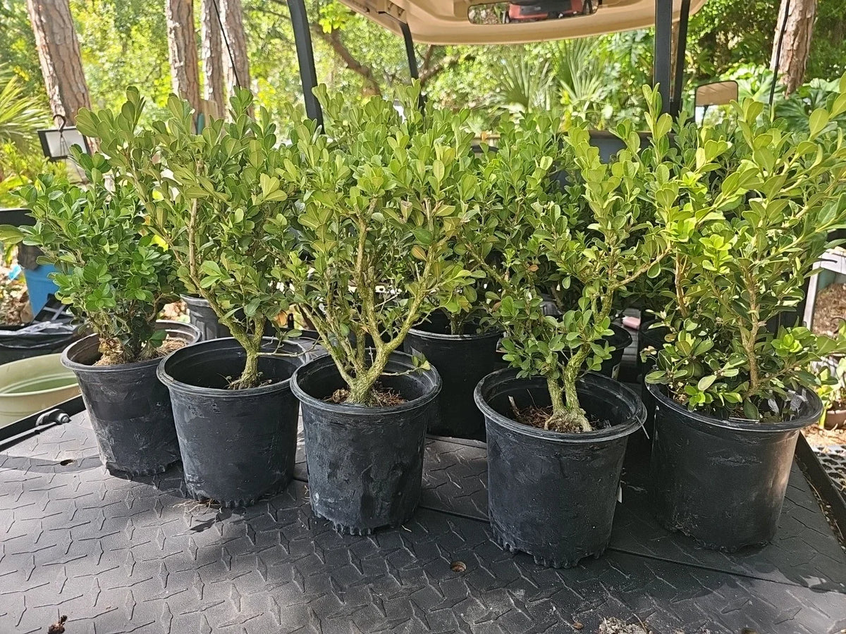 Japanese Boxwood Bonsai Tree 17" Tall Mame Dwarf Buxus sempervirens