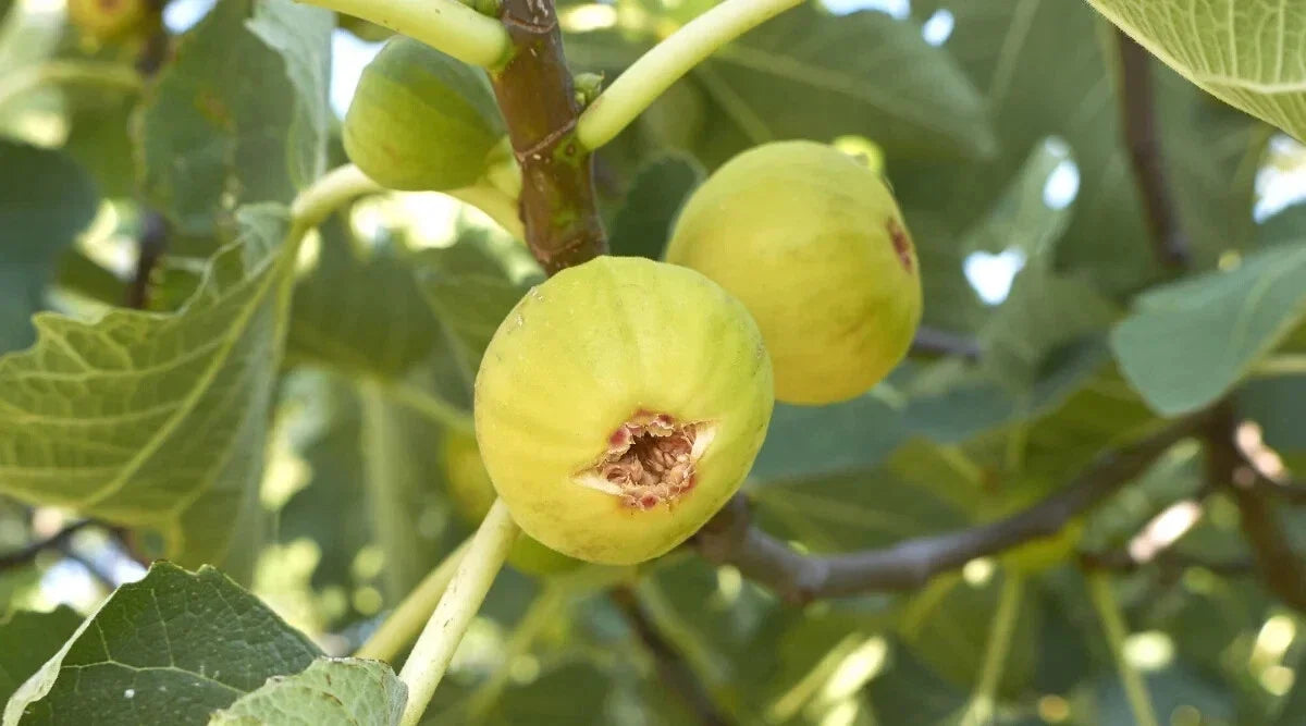 Marseille Fig Seeds - 100+ Pack for Garden Planting - Ficus carica - USA Grown