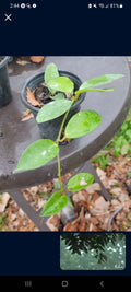 Hoya Carnosa Plant - 4" Pot - Rare Pink Flowers, Beautiful Splashed Leaves, Fragrant