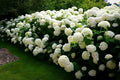 Hydrangea Cuttings 4 Rooted Anabelle Incredible Hydrangea (Hydrangea arborescens) First Year Plants