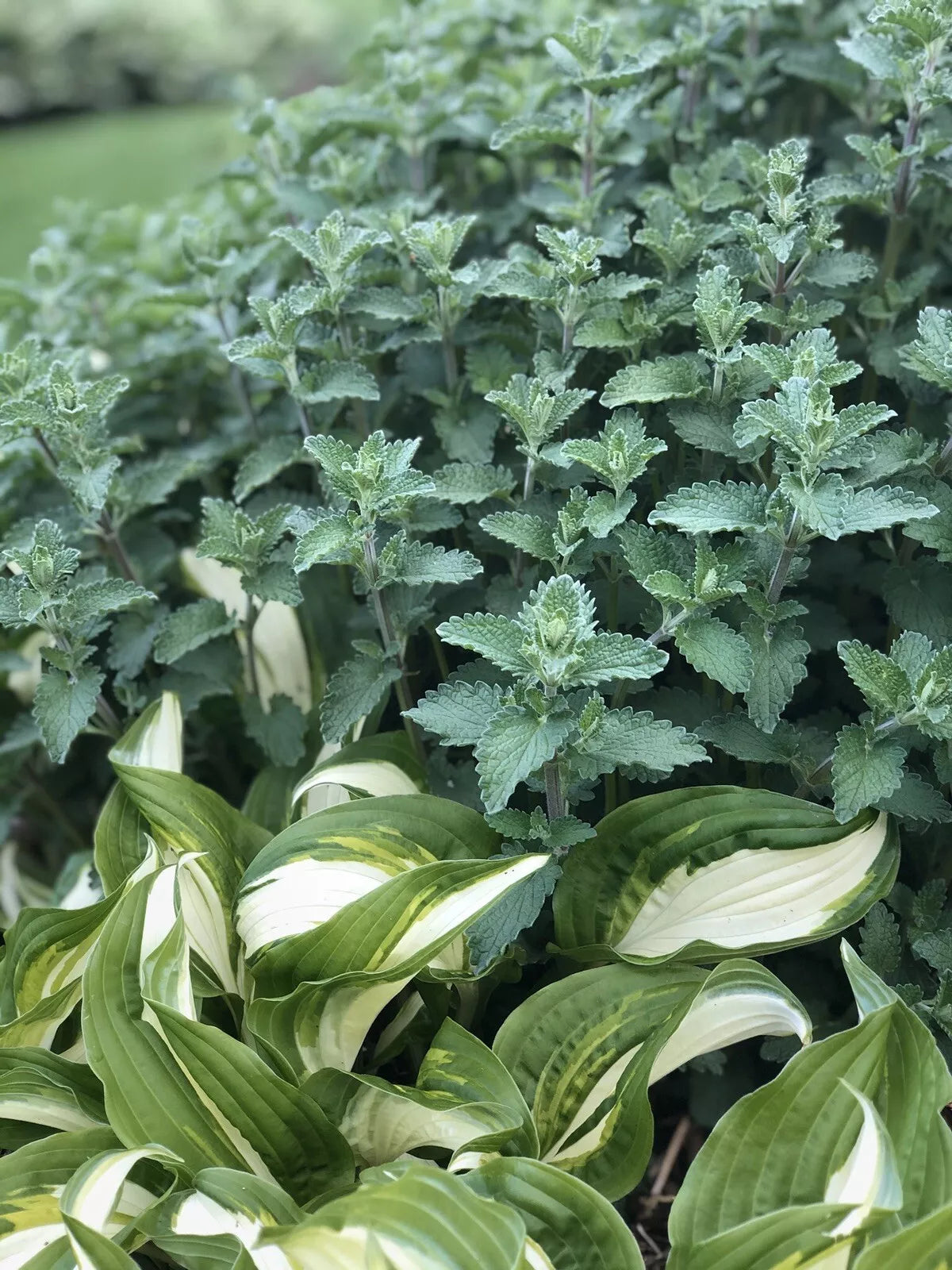Catmint Herb Live Plants - 3 Rooted Plants - Nepeta cataria - Fast Shipping via USPS Priority Mail