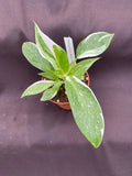 Philodendron White Princess Plant - Rooted 3" Pot - Rare Variegated Houseplant - Philodendron spp.