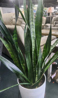 Sansevieria Snake Plant Starter Leaf Cuttings - 4 Pack - Indoor Air Purifying Succulents - Sansevieria trifasciata