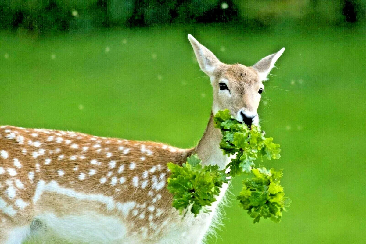 Deer Proof Wildflower Mix 1 OZ | 15 Varieties of Native Annual & Perennial Flowers | Eco-Friendly Seeds