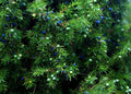 Juniper Seeds - 5+ Medicinal Seeds - One Seed Sacred Tree - Juniperus monosperma - Evergreen