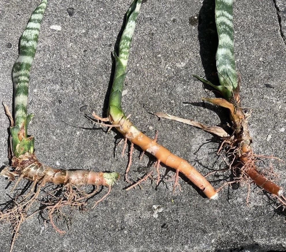 3 Rooted Snake Plants – Sansevieria Zeylanica / Mother-in-Law’s Tongue – Live Indoor Air Purifying Plants in Hawaii Volcanic Soil