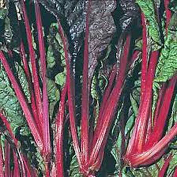 Swiss Chard Seeds - Ruby Red Heirloom, 500 Non-GMO Seeds - Beta vulgaris subsp. cicla
