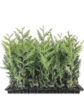 Emerald Green Arborvitae Trees - 5 Starter Plants, Thuja occidentalis 'Emerald Green', Landscape Privacy Shrubs, 10-15 ft Height