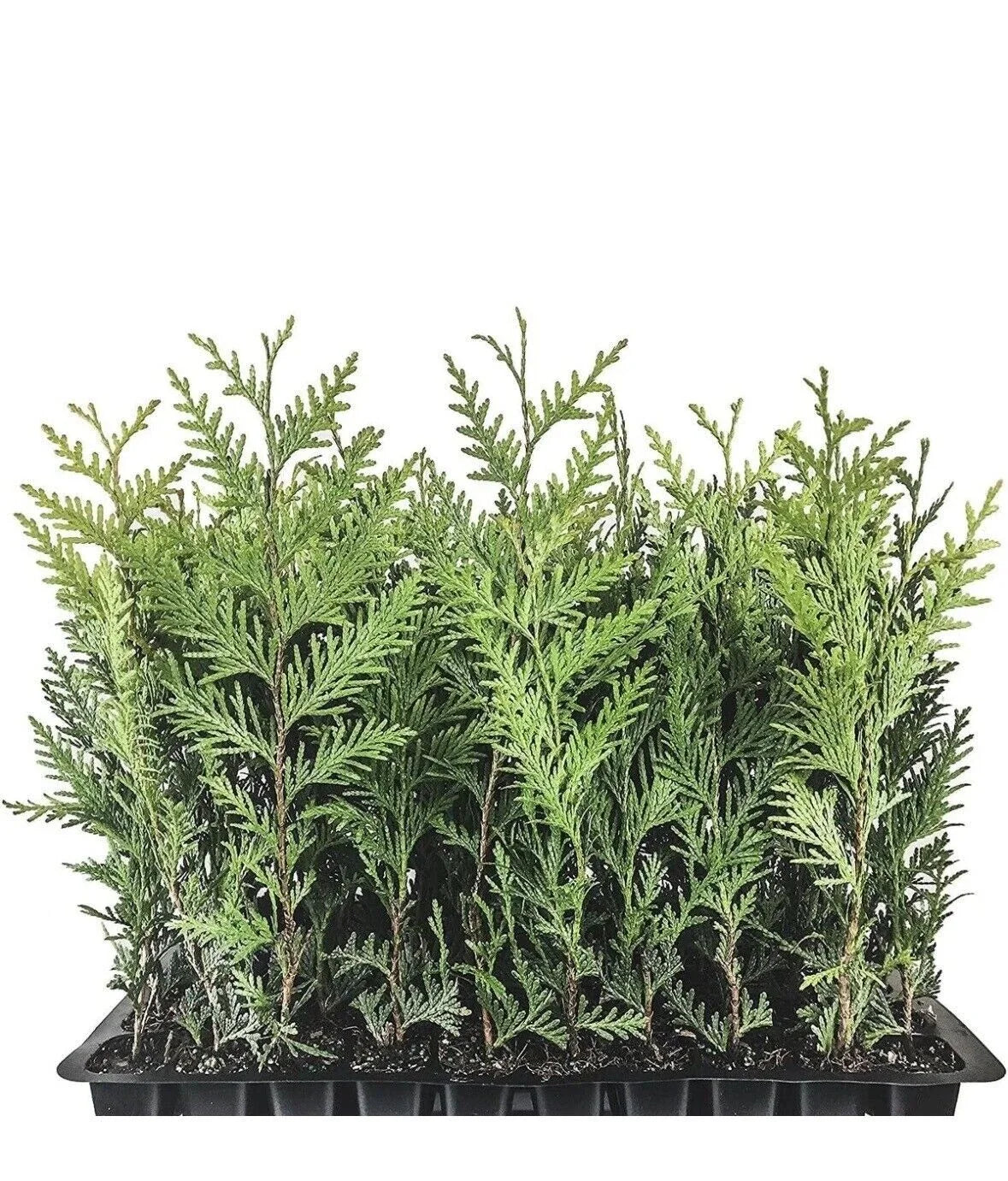 Emerald Green Arborvitae Trees - 5 Starter Plants, Thuja occidentalis 'Emerald Green', Landscape Privacy Shrubs, 10-15 ft Height