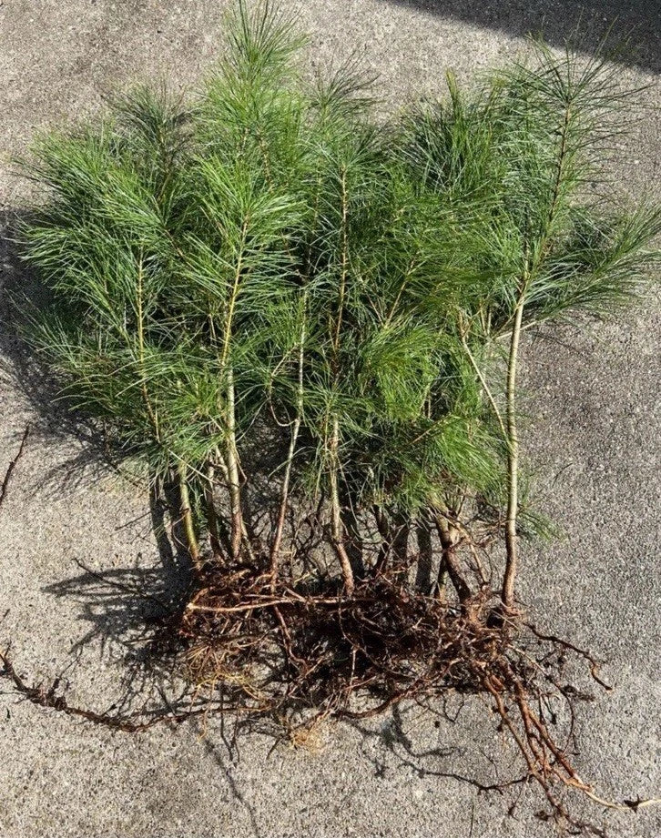 Loblolly Pine Tree Seedlings 5-10” Wild Grown Fast Growth - Pinus taeda - 10 Pack