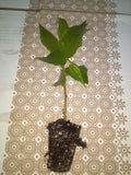 Jamaican Cherry Starter Plant Muntingia calabura Small Well-Rooted Cutting Strawberry Tree