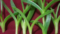 Live Ice Plant Cuttings - Delosperma Coastal Pig Face Succulent - 6 Cuttings, 3" to 4" Long, Ideal for Drought-Tolerant Gardens