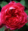 Benjamin Britten Rose Cuttings - 4 Live Shrub Plant Cuttings - David Austin Variety - Rosa 'Benjamin Britten'