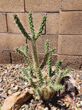 Cylindropuntia Imbricata Live Cactus Cutting - Tree Cholla - Grants NM - Drought Tolerant Succulent Plant
