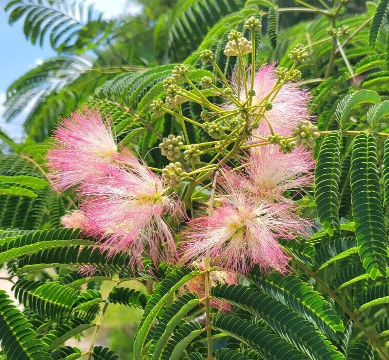 Mimosa Silk Tree Seeds | 25 Count | Pink Flowers | Albizia Julibrissin | Fragrant Garden Plant