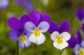 340 Seeds Johnny Jump-Up Violet Viola tricolor - Non-GMO Flower Seeds for Garden Planting - GroCo