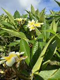 Yellow Plumeria Cutting - 10 Inch Unrooted Starter, Frangipani Variety, Fresh Plant Cuttings, Plumeria rubra