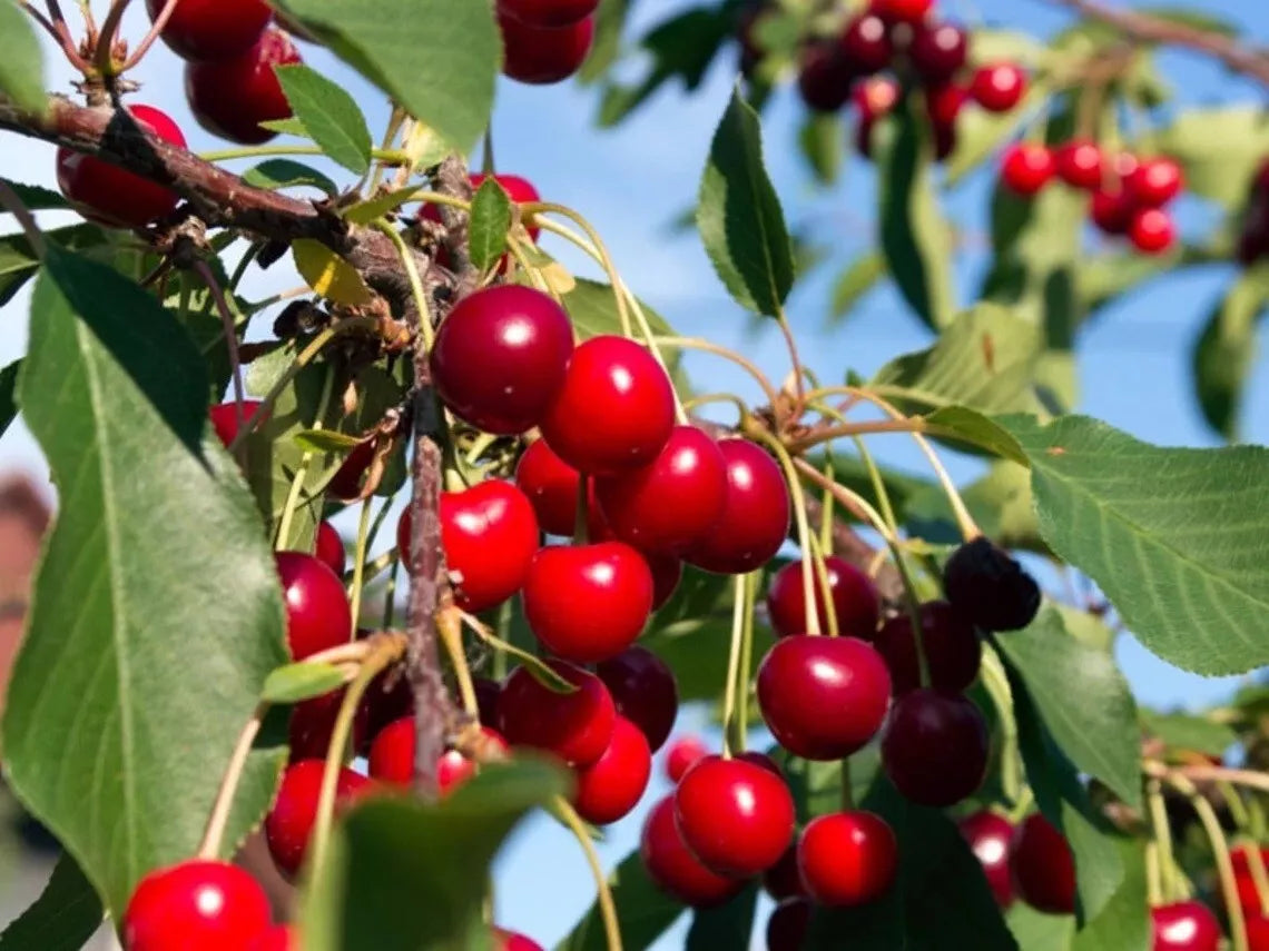 Live Wild Black Cherry Tree 2yo Edible Fruit Prunus serotina Fresh Dig