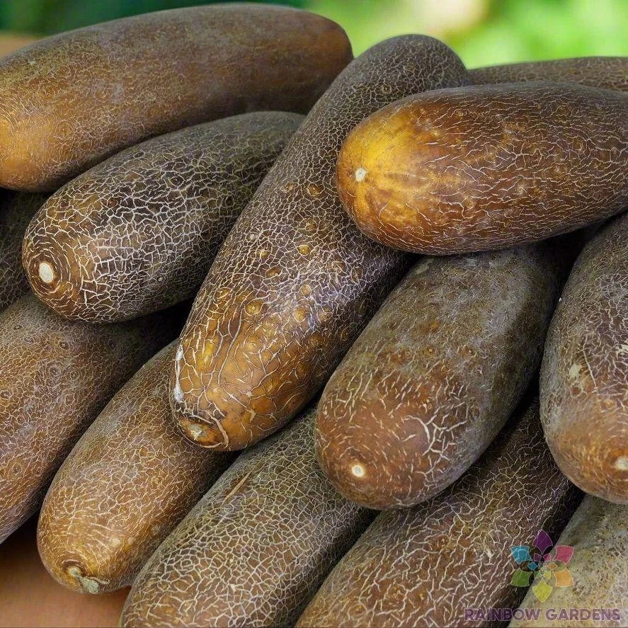 Brown Russian Cucumber Seeds - 25+ Seeds for Garden Planting - Cucumis sativus - USA - Free Shipping
