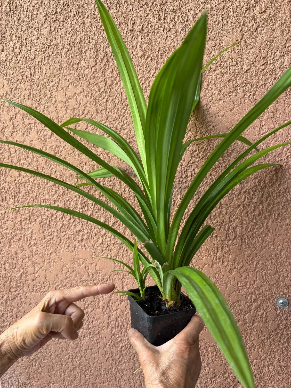 Pandan Live Plants 10" - 24" Fragrant Variety Pandanus amaryllifolius, lá Dứa Rooted for Cooking and Aromatherapy