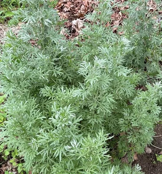 Absinthe Wormwood Seeds - 1000+ Perennial Seeds (Artemisia absinthium) - USA Grown
