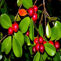 50 Strawberry Guava Tree Seeds, Edible Fruit Plant, Psidium cattleianum, Tropical Garden Seeds