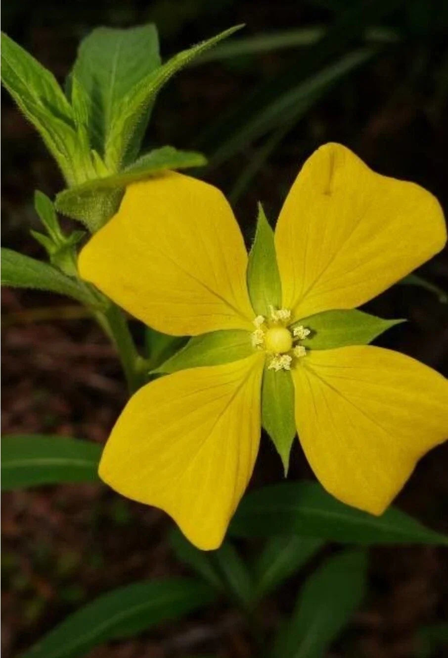100+ Seeds Mexican Primrose-Willow, Wingleaf Primrose-Willow, Ludwigia octovalvis, Native Wetland Plant Seeds